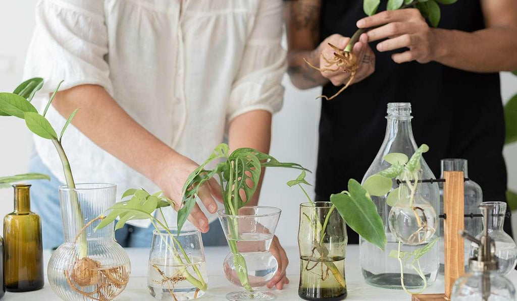 The Science Behind Plant-Based Cleaning Products: What Makes Them Effective?
